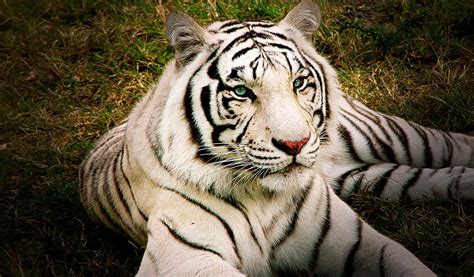 White Bengal Tigers - Key Facts, Information & Pictures