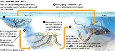 Sea lamprey life cycle - Boston.com