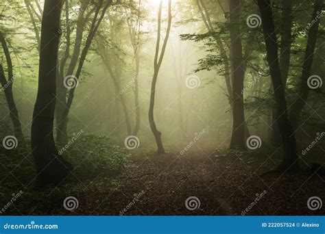 Foggy forest, at sunrise stock photo. Image of romania - 222057524