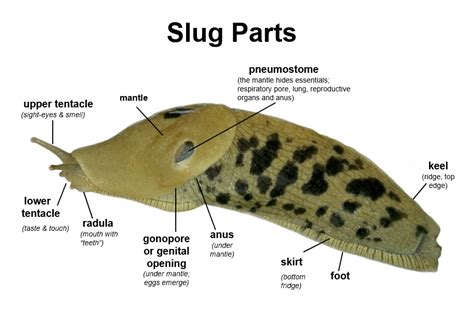 Slug Parts | College of Agricultural Sciences