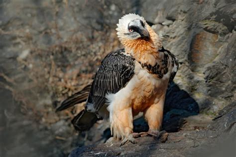 The Bearded Vulture - All You Need to Know About This Bone-Eating Bird