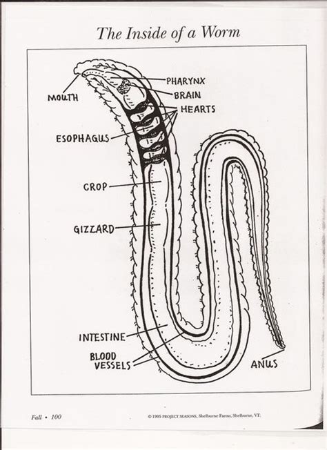 red wiggler earthworm anatomy - Google Search | Biology worksheet, Red ...