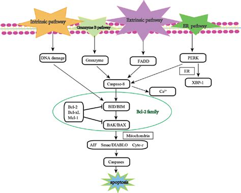 Overview of the signaling pathway of apoptosis. The diagram illustrates ...