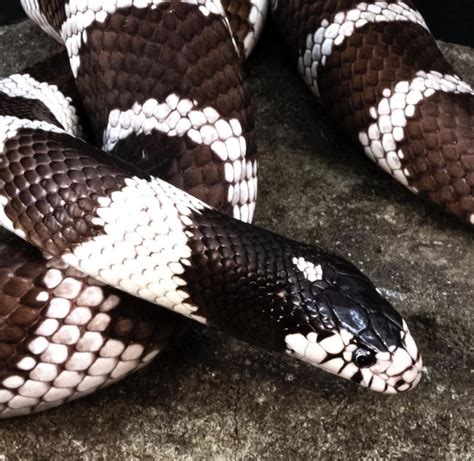 California Kingsnake - Facts, Diet, Habitat & Pictures - Once in a Wild