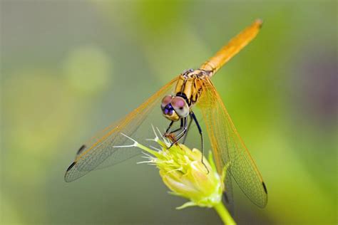 AsiaPhotoStock, orange dragonfly