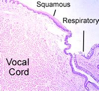 Laryngeal Ventricle Histology