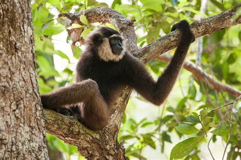 Bornean White-Bearded Gibbon | Sean Crane Photography