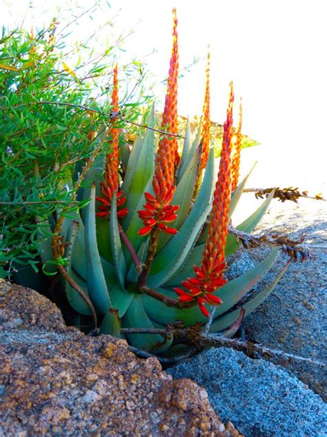 Desert Plants Namibia | Desert plants, Desert flowers, Plants