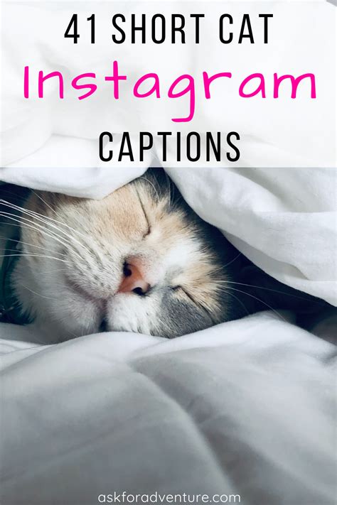 34 Short Cat Captions for Instagram Pictures of Cute Kitties | Cat ...