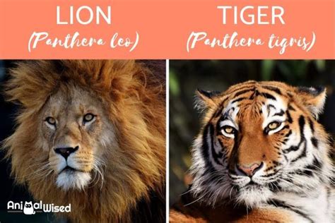 Differences Between Lions and Tigers - Lions Vs Tigers Comparison With ...