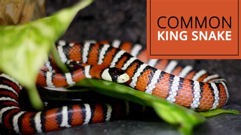 A Guide on Pet Snake Caring - King snake - The Barnyard Supply Co