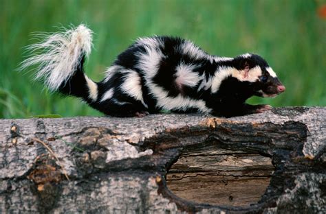 Skunk | Scent, Size, Habitat, & Facts | Britannica