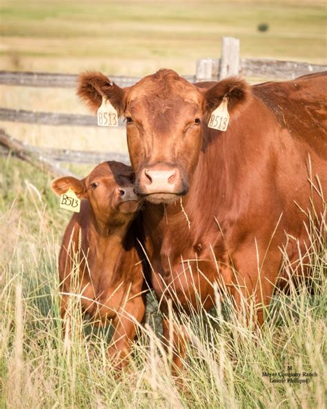 Red Angus Cattle - Meyer Company Ranch