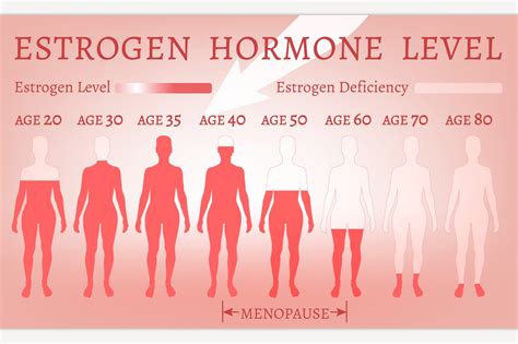 Estrogen Hormone Level | Custom-Designed Illustrations ~ Creative Market