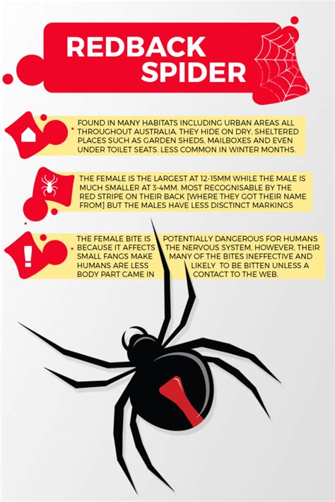 Removing Redback Spiders in Homes | Bob Gunn