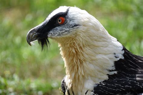 30 Bearded Vulture Facts About The Bone-Eating Bird of Prey | Facts.net