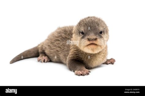 Baby Asian small-clawed otter, Amblonyx cinerea, also known as the ...