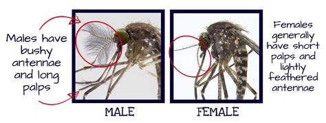 Adult mosquito identification