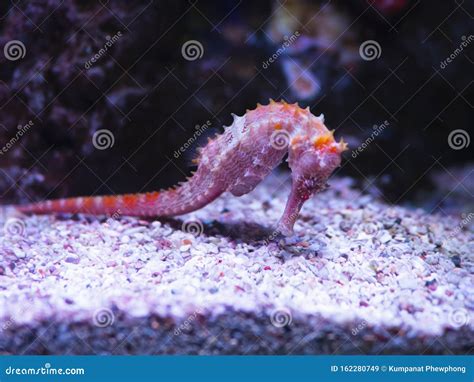 Pink Zebra-snout or Barbour`s Seahorse Hippocampus Barbouri with Pink ...