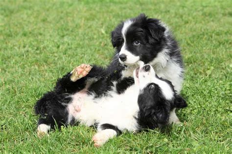 Miniature Border Collie: Can You Have One as a House Pet?