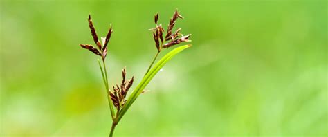 What Does Nutsedge Look like | Nutsedge Weed Identification Guide