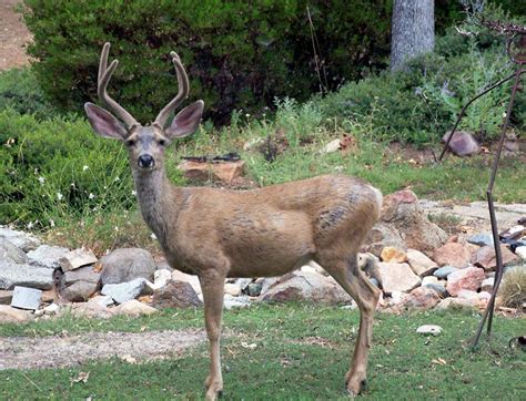 Ungulate Destroys House | Sierra News Online