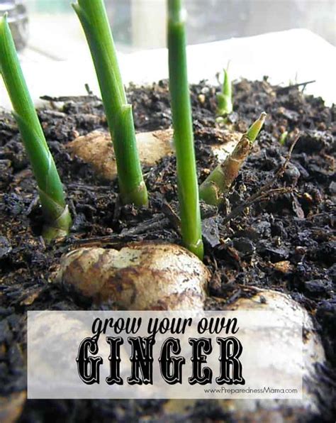 8 Tips to Grow Grocery Store Ginger at Home