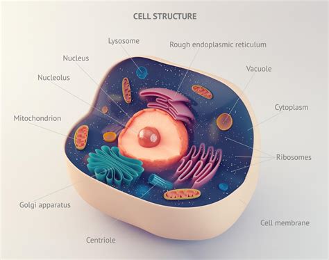 Cell Nucleus