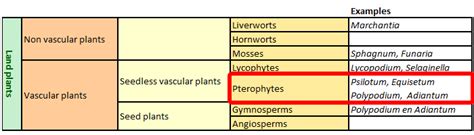 Pterophyta (Psilotum, Equisetum, Ferns)