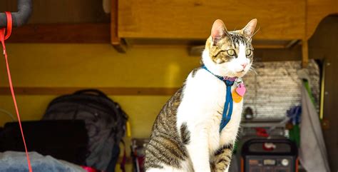 Van Life with a Cat: My Own Experience | Outdoorsy Nomad