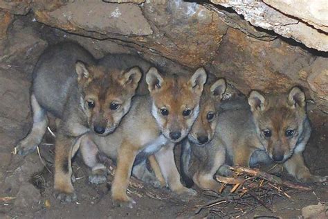 Captive-Bred Wolf Pups Introduced to Wild | California Wolf Center