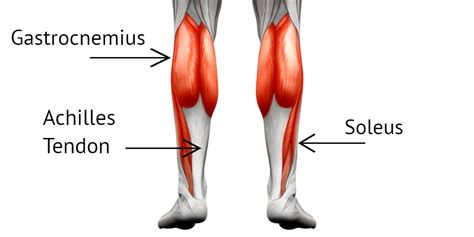 Anatomy Calves Anatomy Drawing Diagram | Images and Photos finder