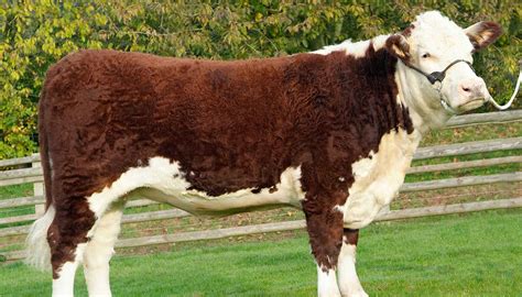 Hereford Cattle Breed – Everything You Need to Know