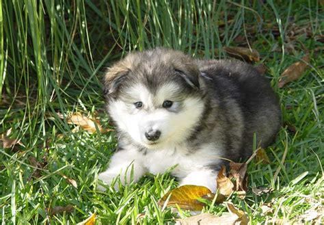 Alaskan Malamute Puppies For Sale - AKC PuppyFinder