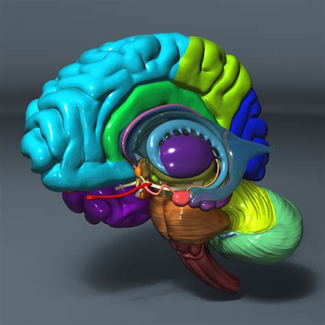 3d model human brain