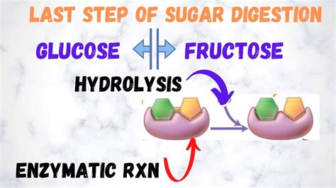 Sucrase Enzyme splits Sucrose into Glucose and Fructose through ...