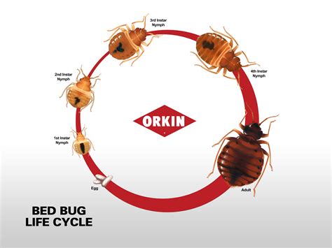 Don't Let the Bed Bugs Bite - 5 Easy Steps To Take In Edmonton