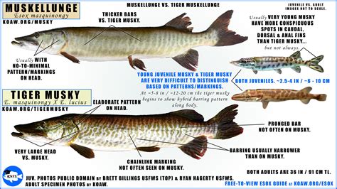 TigerMusky — Koaw Nature