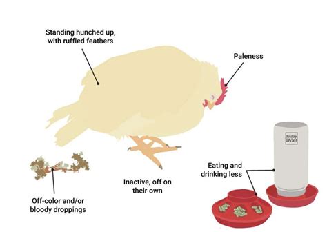 Coccidiosis - Raise Chickens Right