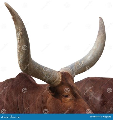 Watusi cattle horns stock photo. Image of horns, watusi - 16968104