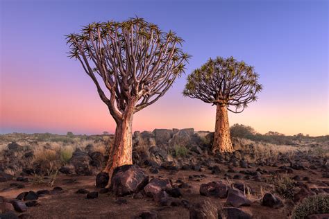 Quiver Trees at Dawn, Namibia - Anshar Photography