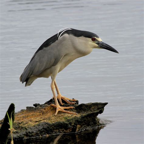 Hawaiʻi Birding Trails | black-crowned night-heron