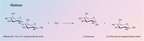 Maltase - Worthington Enzyme Manual | Worthington Biochemical