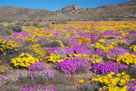 Flower report » Blog Archive » This weekend in Namaqualand… | Colorful ...