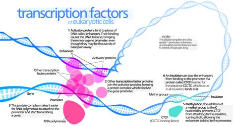 Transcription factor - Wikipedia