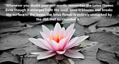 Lotus Flower Spiritual Meaning | Best Flower Site