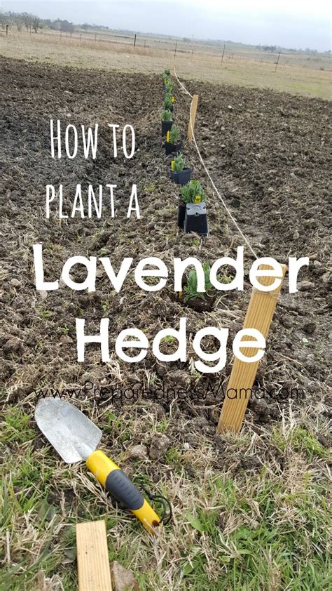 Planting a Lavender Hedge | PreparednessMama