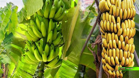 Pertama, Pisang Cavendish Mulai Dikembangkan di Tanah Bumbu - Radio ...