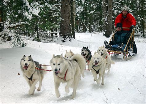 404 Not Found | Dog sledding, Sledge dog, Dog sledding canada