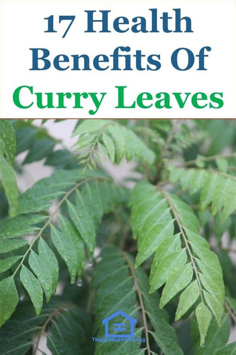 17 Health Benefits Of Curry Leaves | Curry leaves, Leaf health, Curry ...